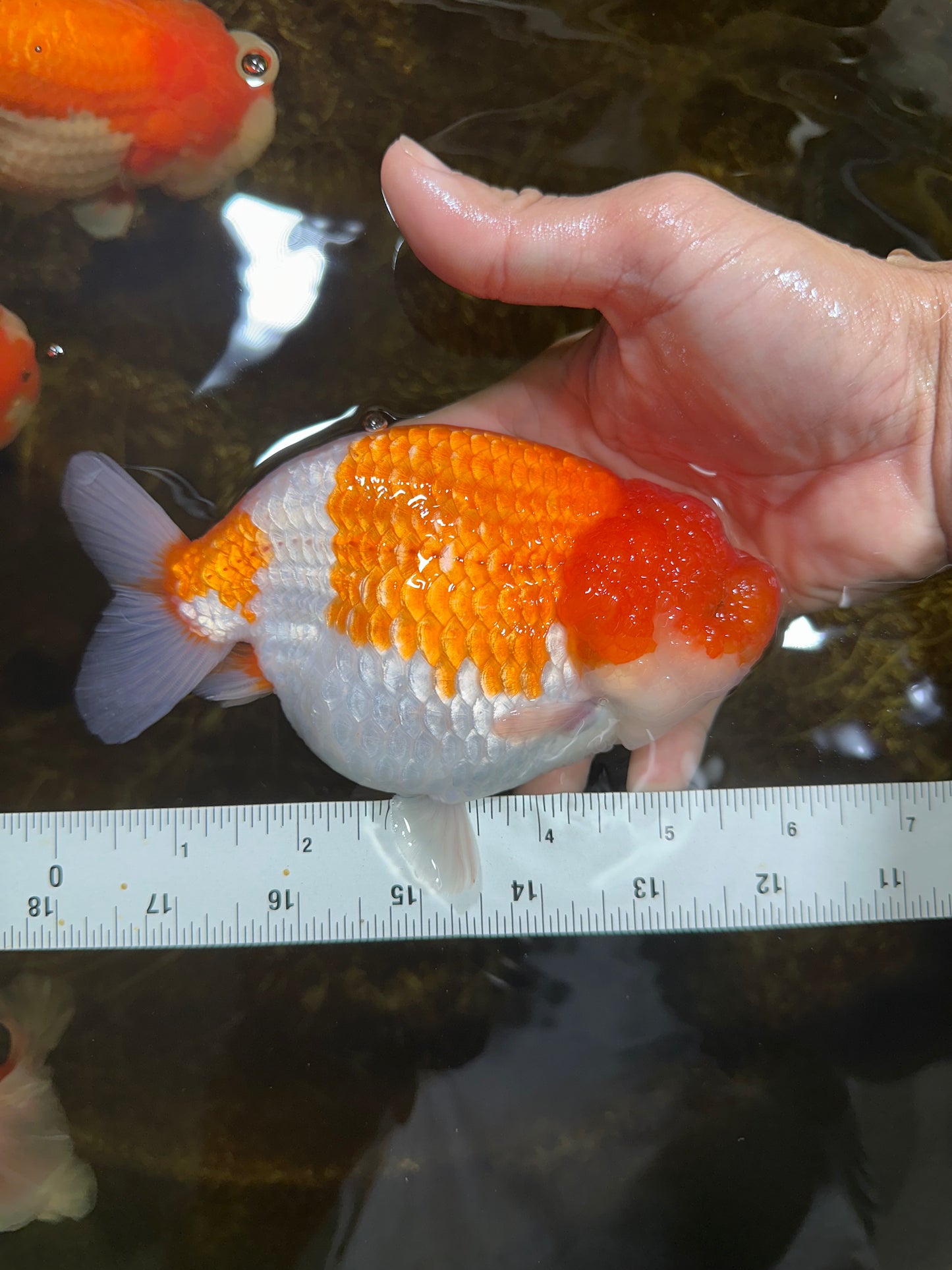 AAA Grade FLUFFY WEN Red White LionQueen 5.5-6 inches #090525LC_02