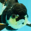 A Grade Tricolor Oranda Female 5.5 inches #081526OR_27