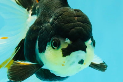 A Grade Tricolor Oranda Female 5.5 inches #081426OR_27