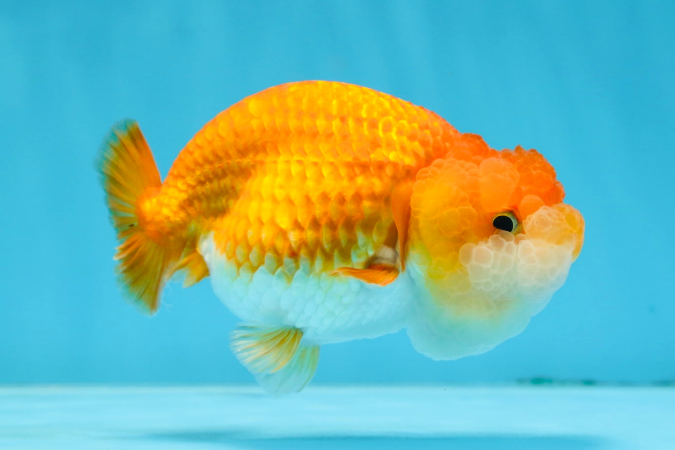 A Grade BIG WEN Red White LionQueen 4-4.5 inches #071125LC_02