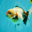 A Grade Calcio  Oranda Male 5 inches #080726OR_22