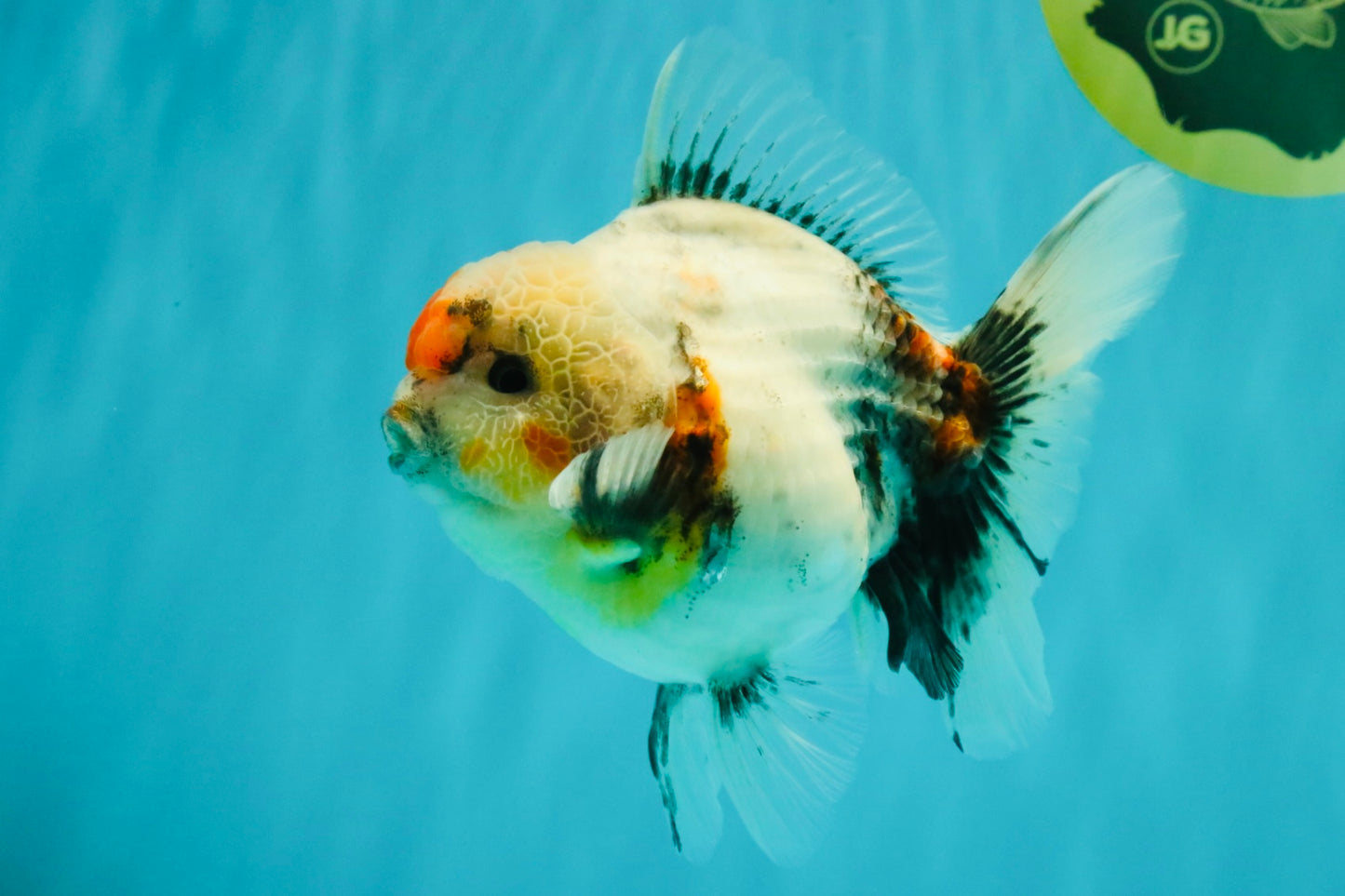 A Grade Calcio  Oranda Male 5 inches #080726OR_22