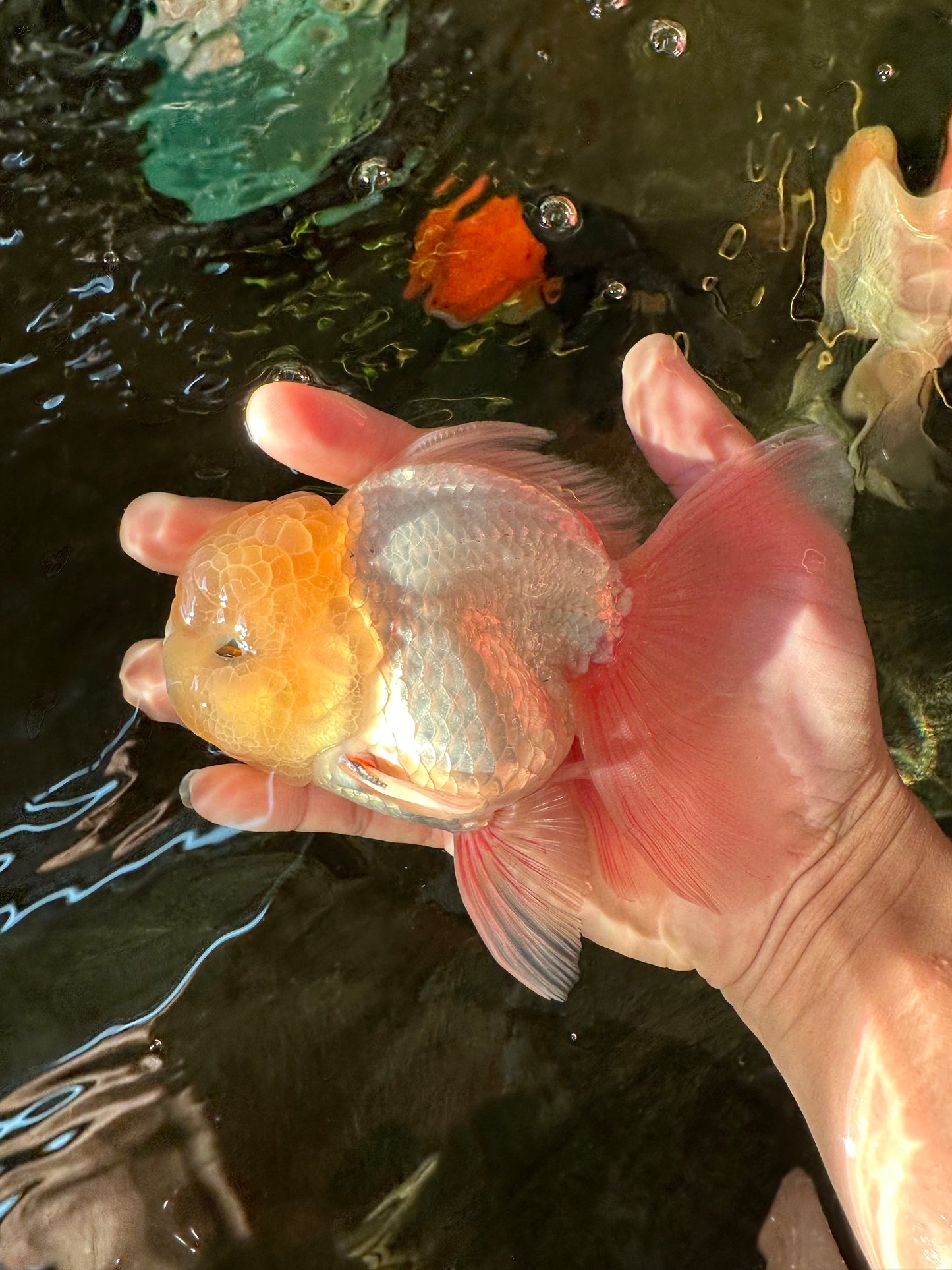 A Grade Super Chubby Lemonhead Button Eyes Oranda Male 5-5.5 inches #110824OR_12