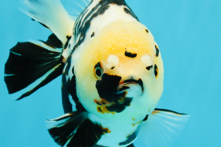 A Grade Special White Tiger Yuanbao Female 6 inches #022726YB_08