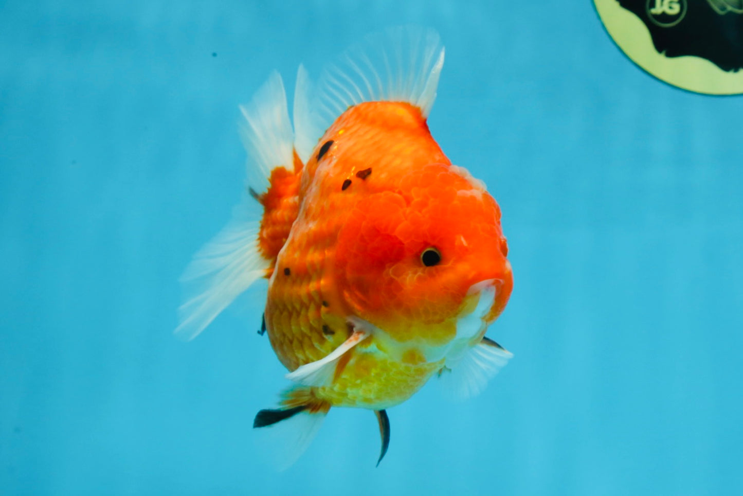 PUMPKIN A Grade  Sakura Yuanbao Male 4.5 inches #101725YB_29