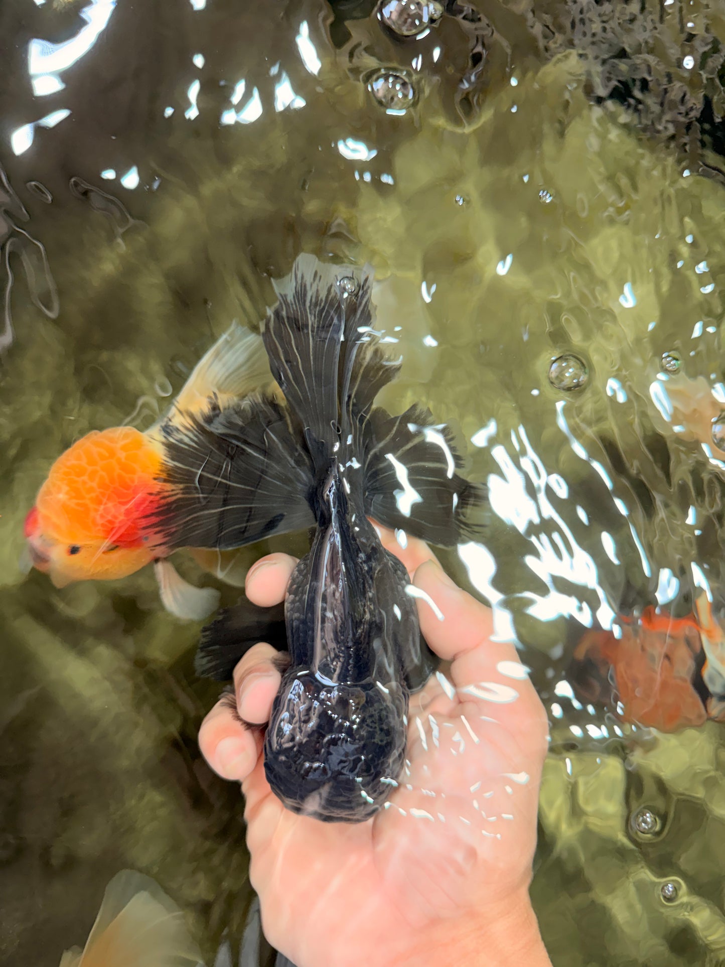 BATMAN AAA Grade Kirin Oranda Male 6.5 inches #080726OR_14