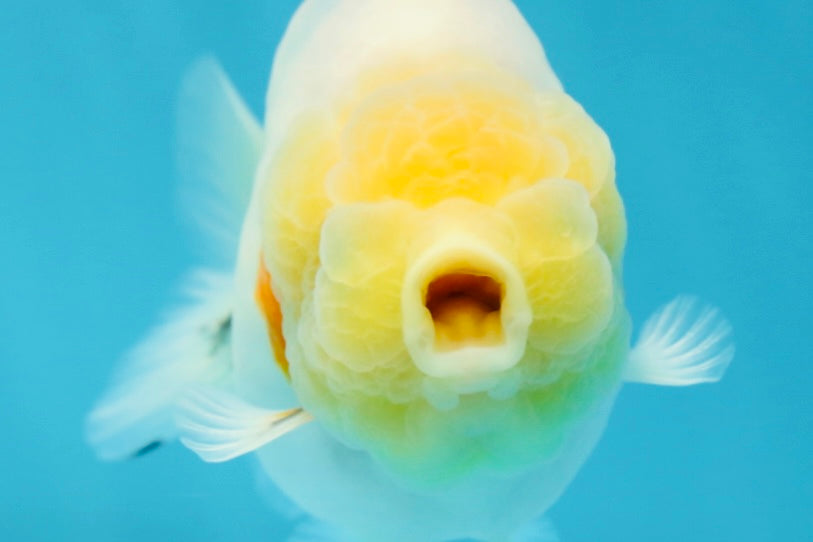 A Grade Sakura Button Eyes LionQueen 4 inches #050925LC_09