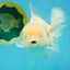 A Grade Snow White Oranda Female 6 inches #030626OR_26