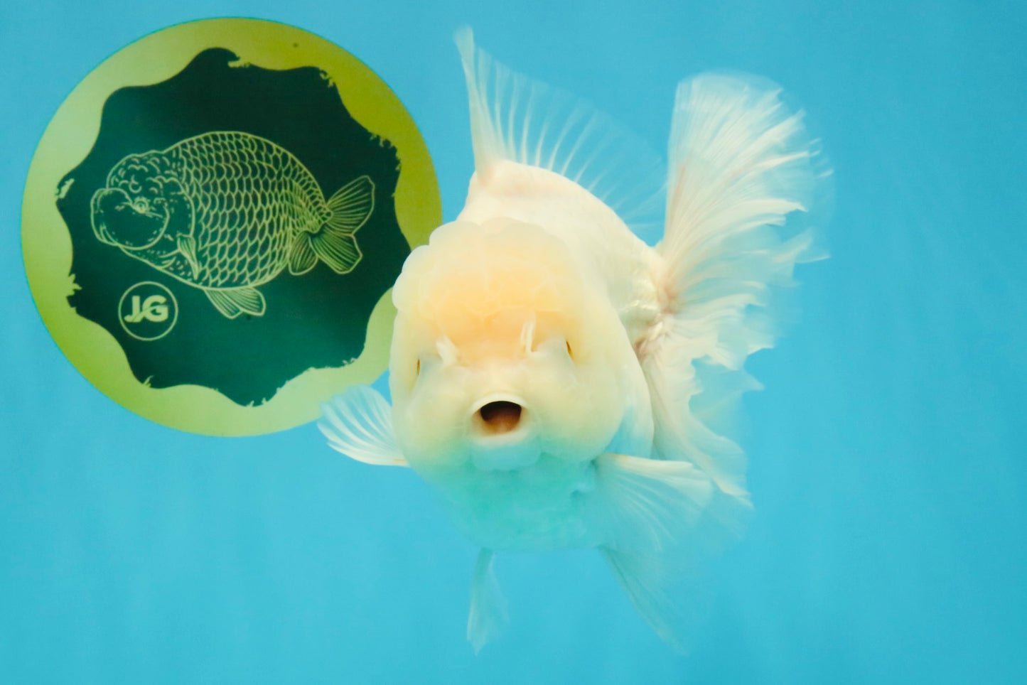 A Grade Snow White Oranda Female 6 inches #030626OR_26