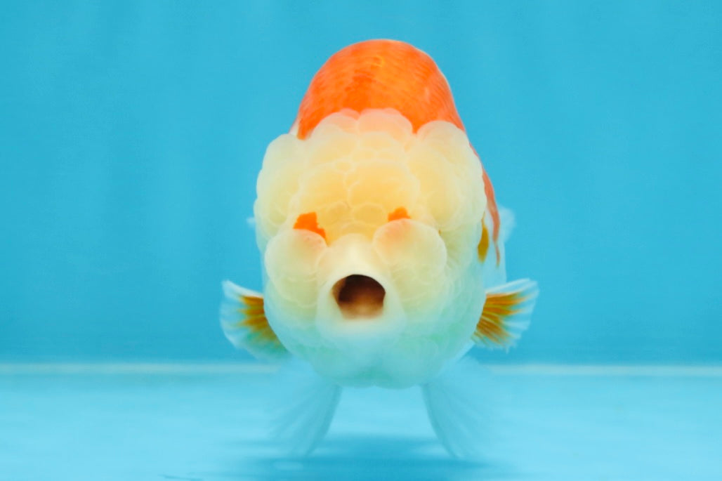 POPCORN AAA Grade Red White Kohaku LionQueen 4 inches #101725LC_05