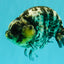AAA Grade White Tiger Ranchu Female 6 inches #102326RC_03
