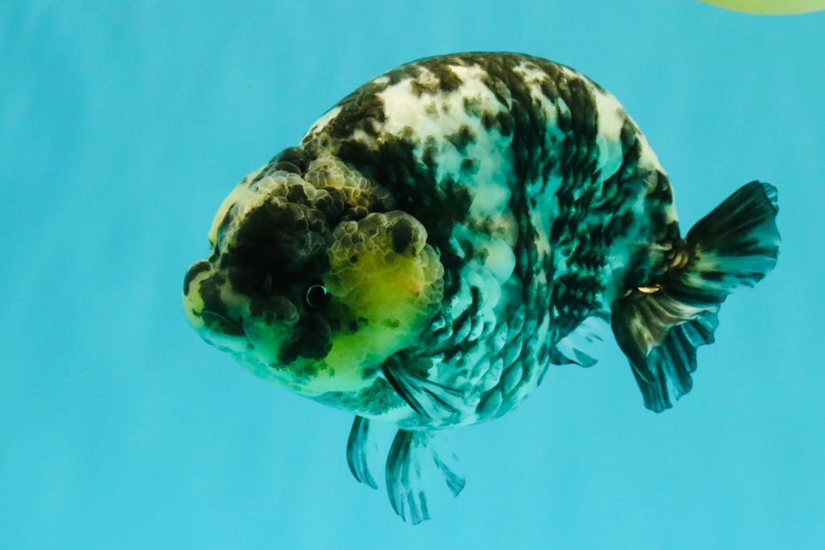 AAA Grade White Tiger Ranchu Female 6 inches #102326RC_03