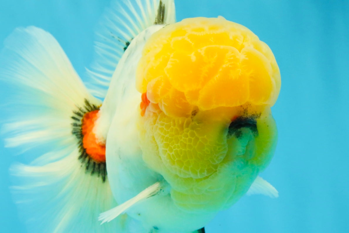 AAA Grade Marble Oranda Male 6.5 inches #022026OR_07