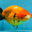 A Grade Chinese Sakura Ranchu Female 5.5 inches #101725RC_14
