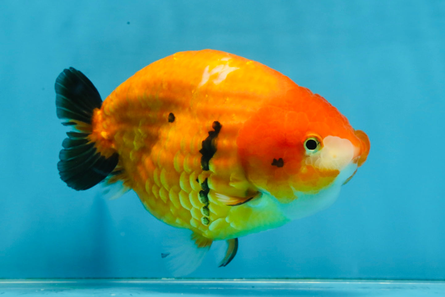 A Grade Chinese Sakura Ranchu Female 5.5 inches #101725RC_14