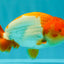Red White Lionchu Male 4.5-5 Inches #100226LC_19