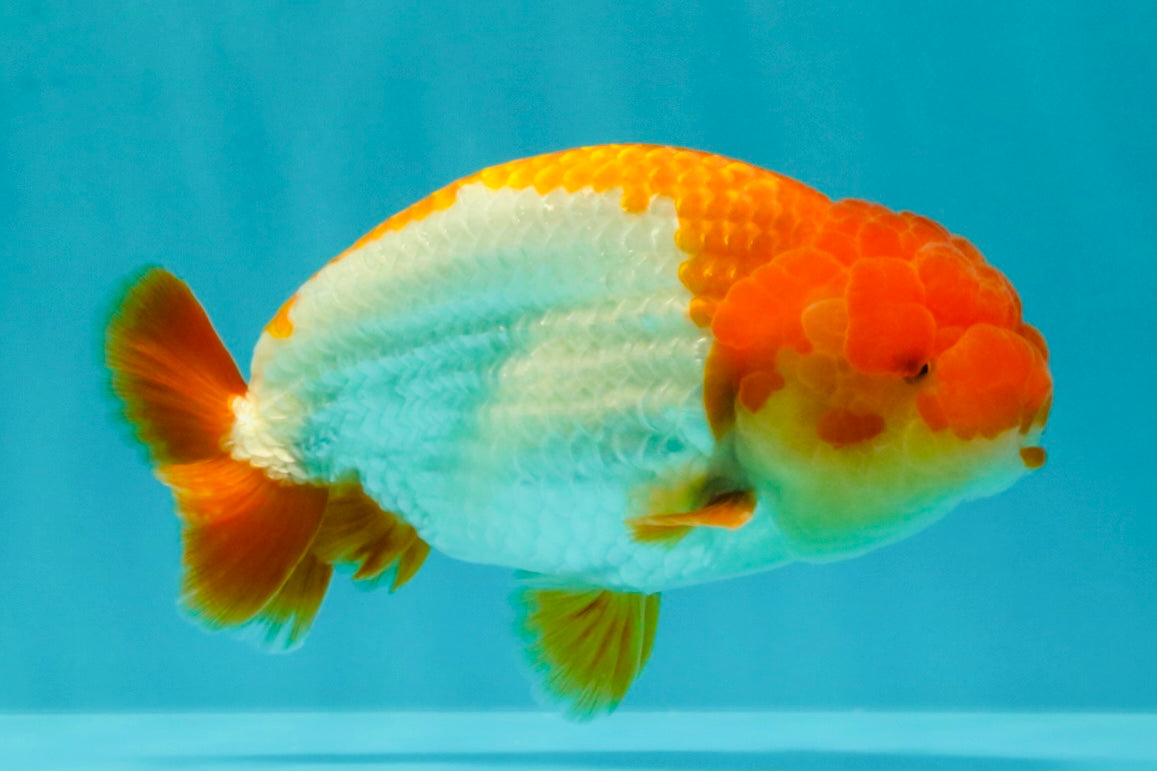 Red White Lionchu Male 4.5-5 Inches #100226LC_19
