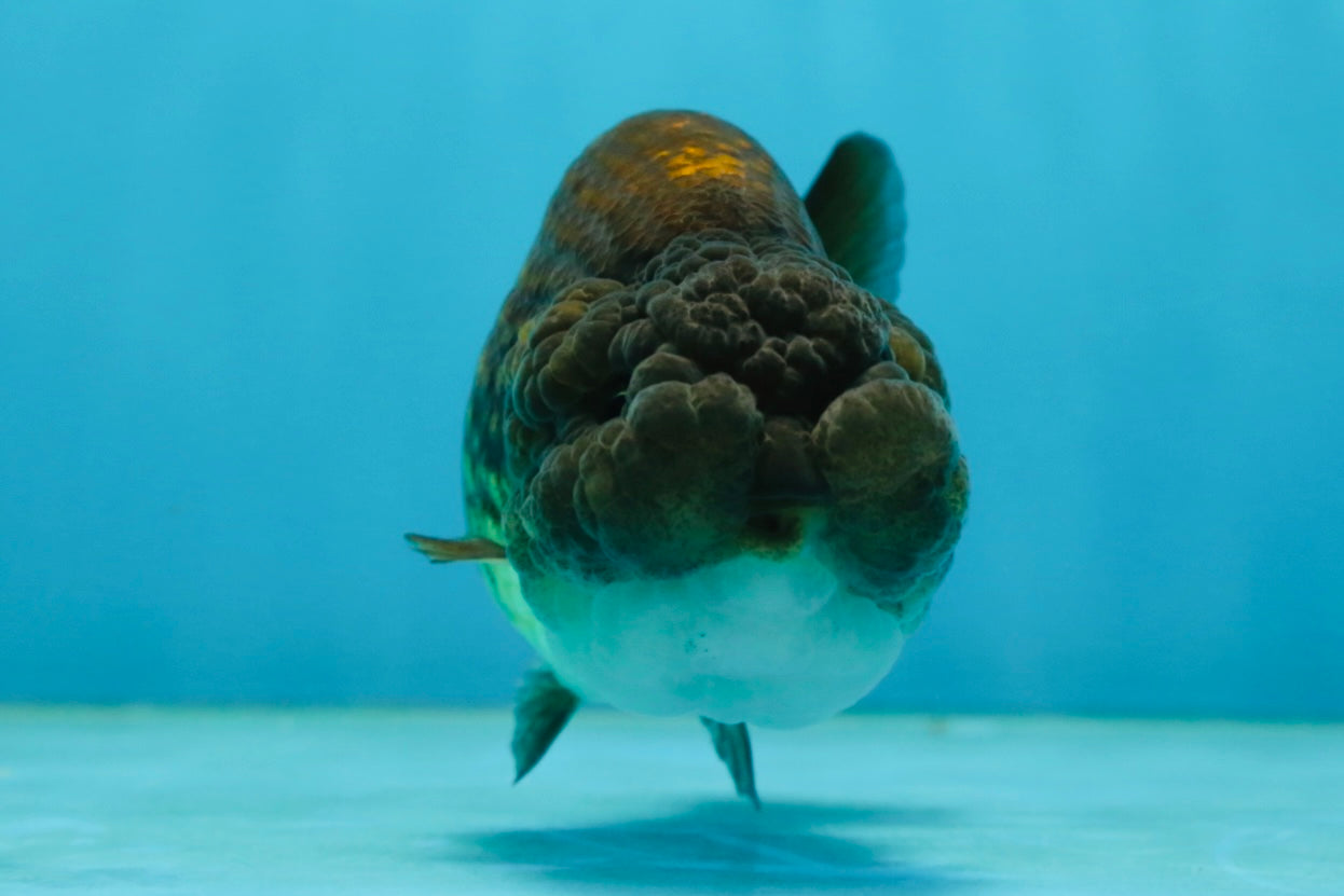 A Grade Dragon Scale Black Copper LionQueen 4-4.5 inches #062725LC_07