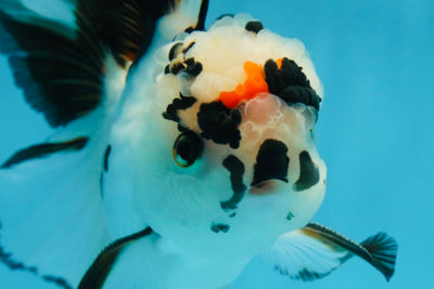 A Grade Tricolor Oranda Male 5 inches #010325OR_13