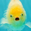 A Grade Strong Body Structure White Oranda Male 5.5-6 inches #062626OR_24