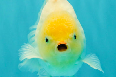 A Grade Strong Body Structure White Oranda Male 5.5-6 inches #062626OR_24