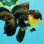 Panda Oranda Male 5.5-6 inches #081426OR_28