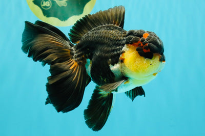 Panda Oranda Male 5.5-6 inches #081426OR_28
