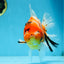 A Grade FANCY Sakura Oranda Male 6 inches #072525OR_16