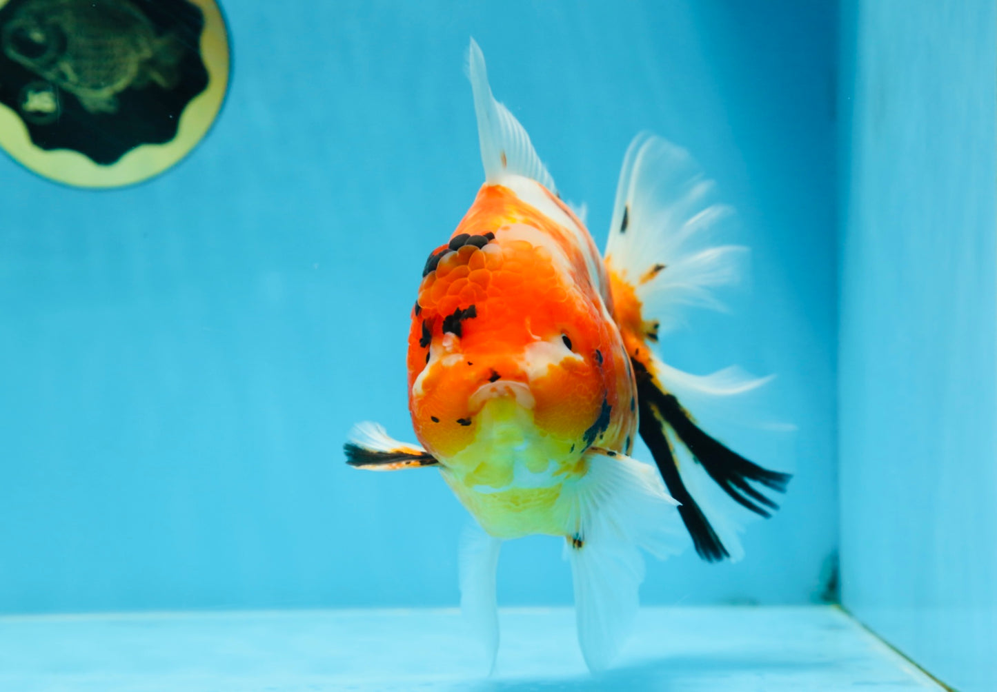 A Grade FANCY Sakura Oranda Male 6 inches #072525OR_16