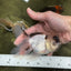 Panda Oranda Male 4.5-5 inches #121324OR_20