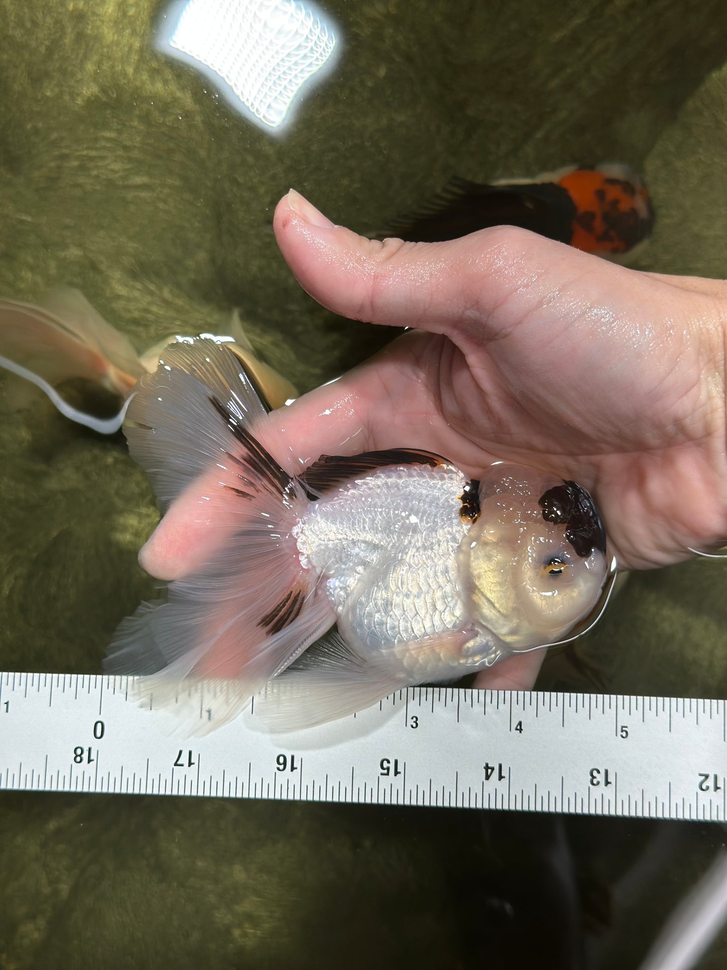 Panda Oranda Male 4.5-5 inches #121324OR_20