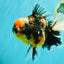 SPECIAL AAA Grade Special Kirin Oranda Male 7-7.5 inches #070326OR_04