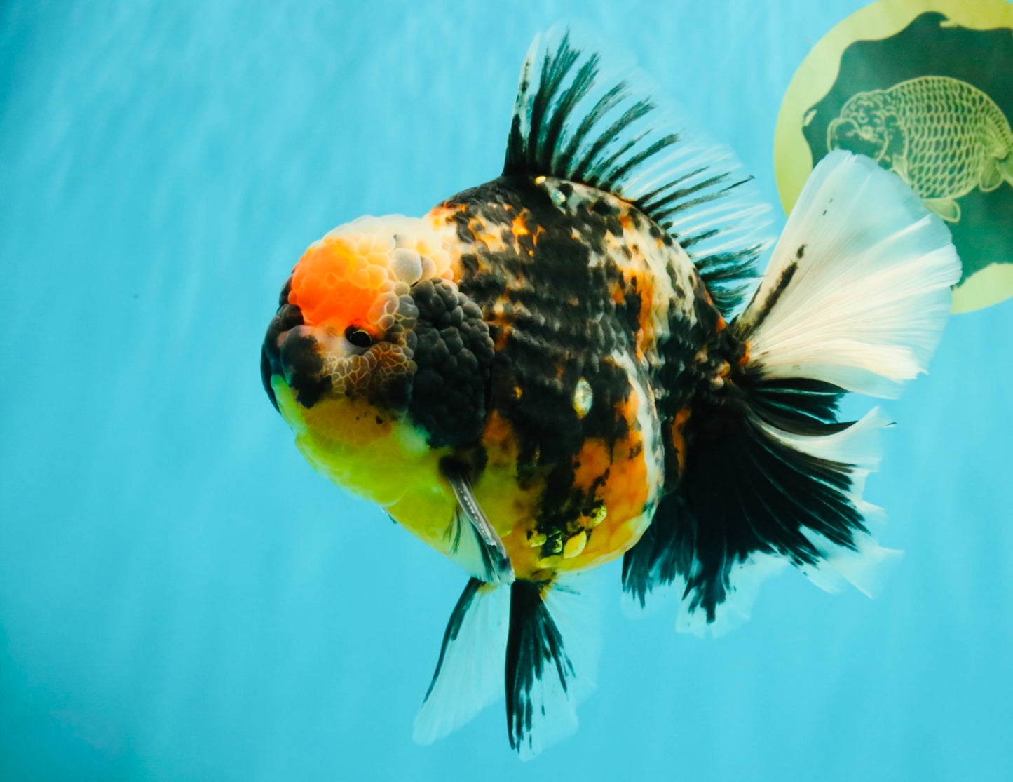 SPECIAL AAA Grade Special Kirin Oranda Male 7-7.5 inches #070326OR_04