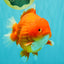 AAA Grade Strong Body Structure Red Yuanbao Male 6.5 inches #092526YB_14