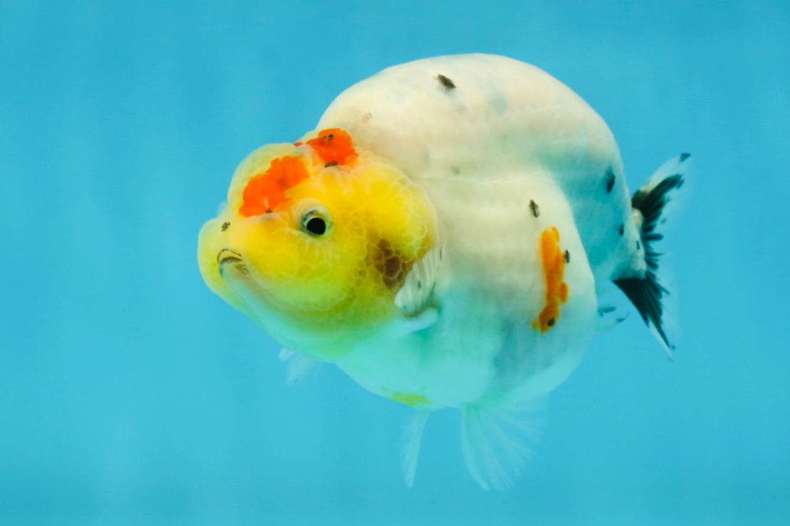 A Grade Cow Tricolor LionQueen 4 inches #050925LC_08