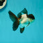 Panda Oranda Male 3.5 inches #102524OR_21