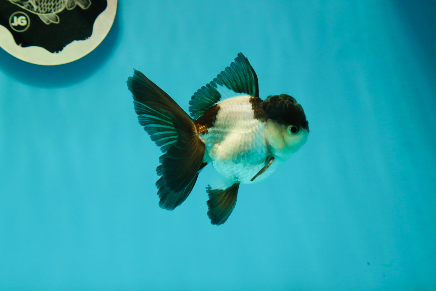 Panda Oranda Male 3.5 inches #102524OR_21