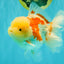 FLUFFY A Grade Red White Oranda Male 6-6.5 inches #071026OR_28