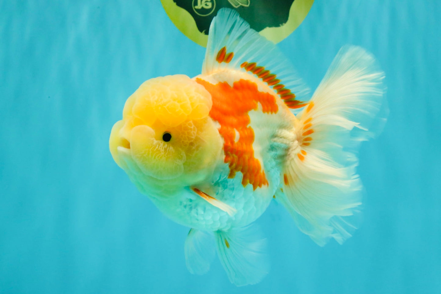 FLUFFY A Grade Red White Oranda Male 6-6.5 inches #071026OR_28