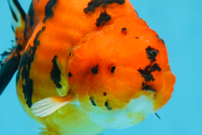 AAA Grade Tiger LionQueen 4.5 inches #053025LC_04