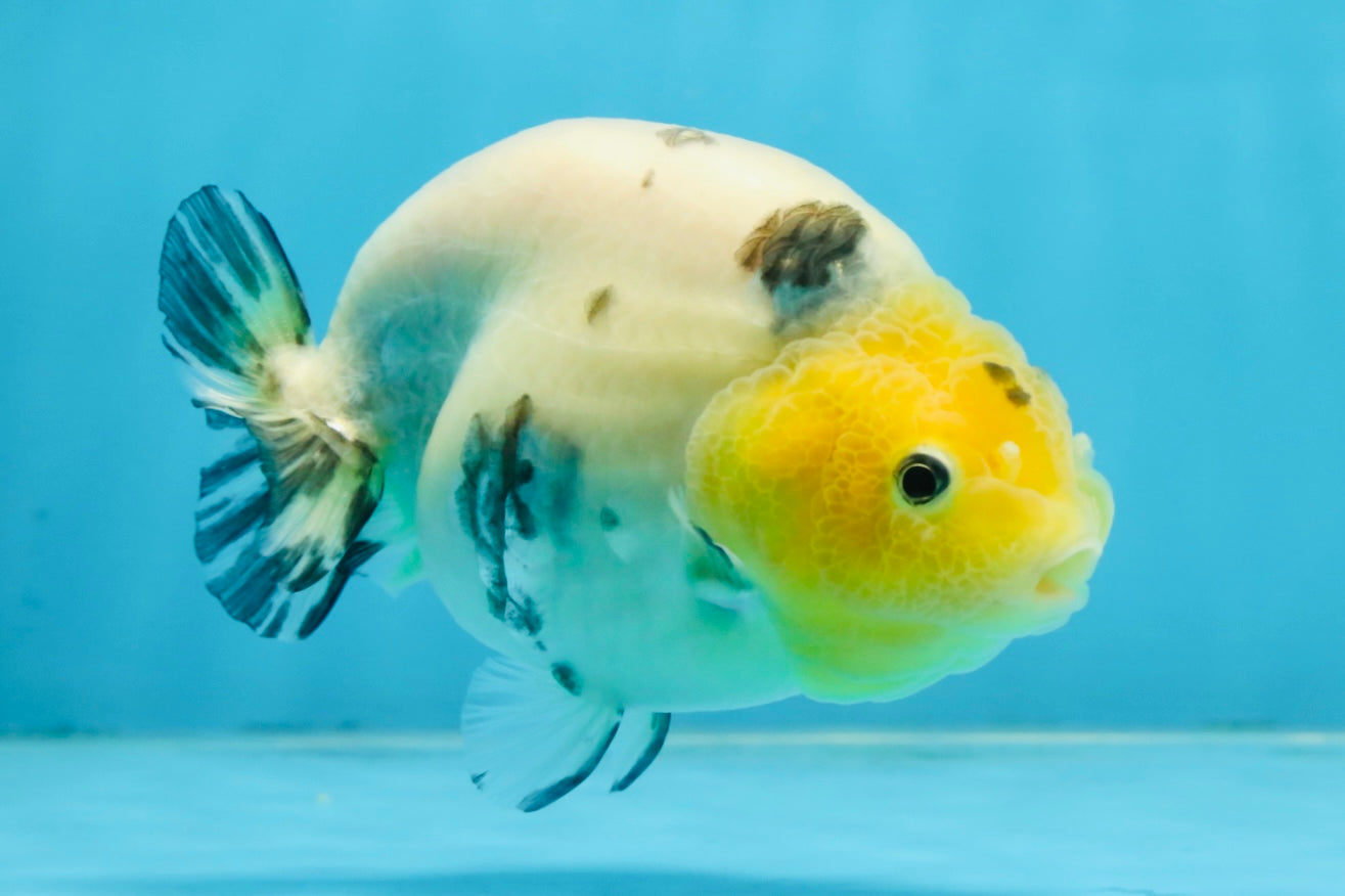 UNIQUE A Grade Chinese Cow Ranchu Female 4.5 inches #102425RC_04