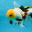 A Grade FLUFFY TAIL Tricolor Oranda Male 5.5 inches #082925OR_08