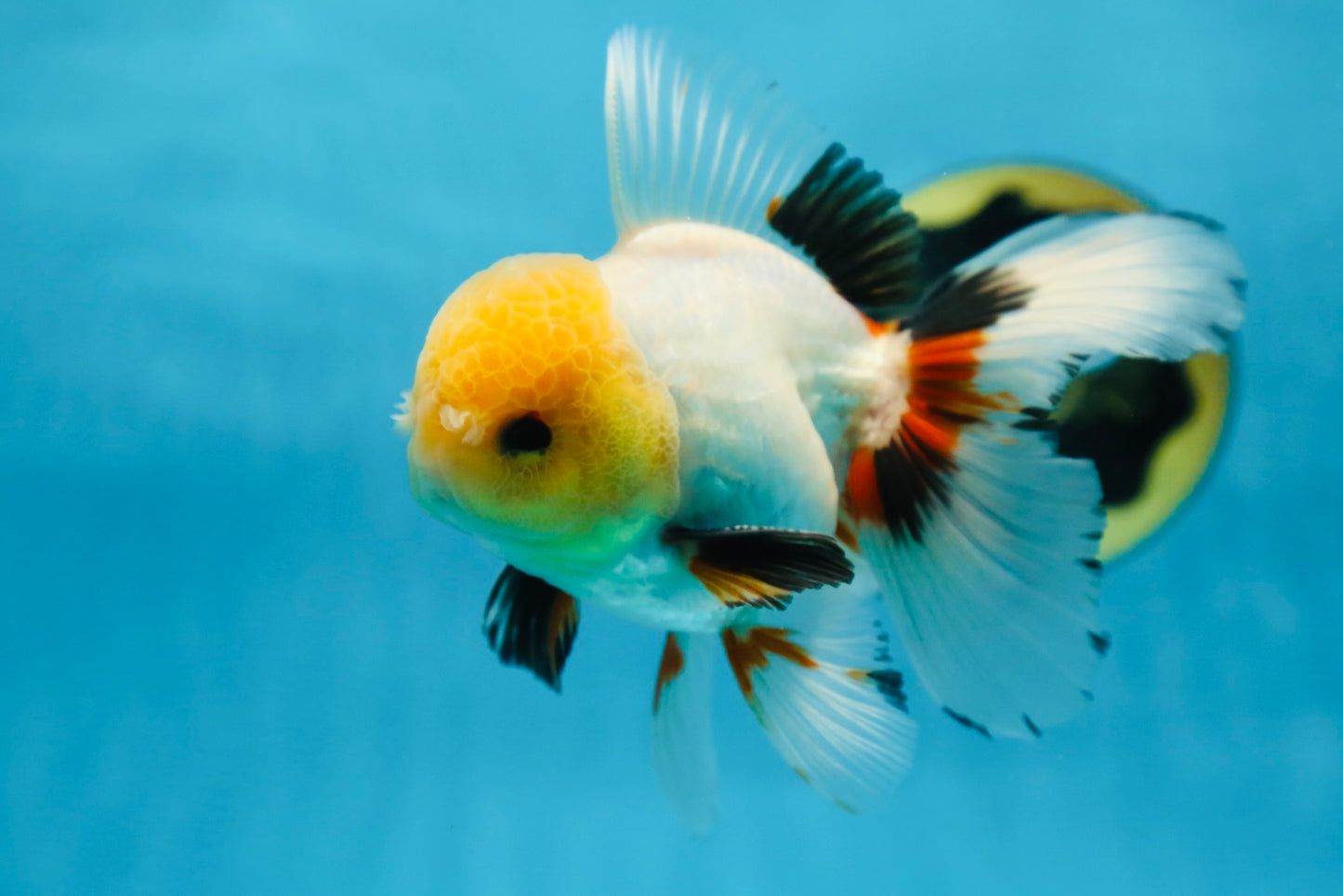 A Grade FLUFFY TAIL Tricolor Oranda Male 5.5 inches #082925OR_08