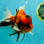 A Grade Broatail Tiger Oranda Male 7.5 inches #100926OR_08