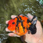 CHARLIE AAA Grade Tiger Yuanbao Male 5 inches #100226YB_03