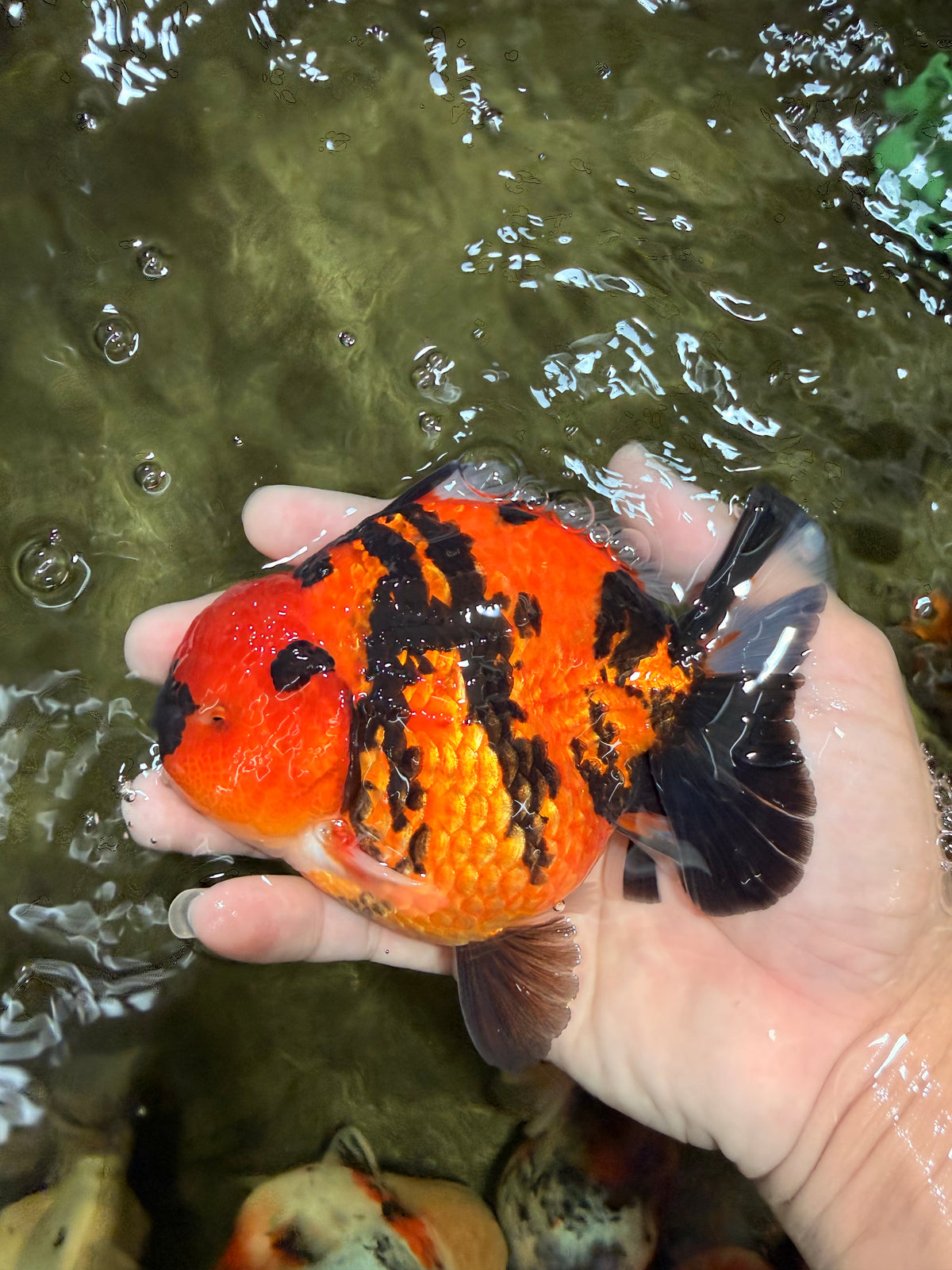 CHARLIE AAA Grade Tiger Yuanbao Male 5 inches #100226YB_03