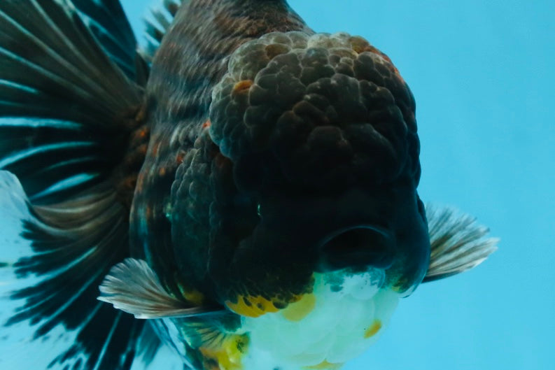 RARE AAA Grade SUPER GIANT Godzilla Kirin Oranda Female 7 inches #082225OR_07