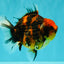 AAA Grade Tiger Yuanbao Male 4.5-5 inches #071026YB_16