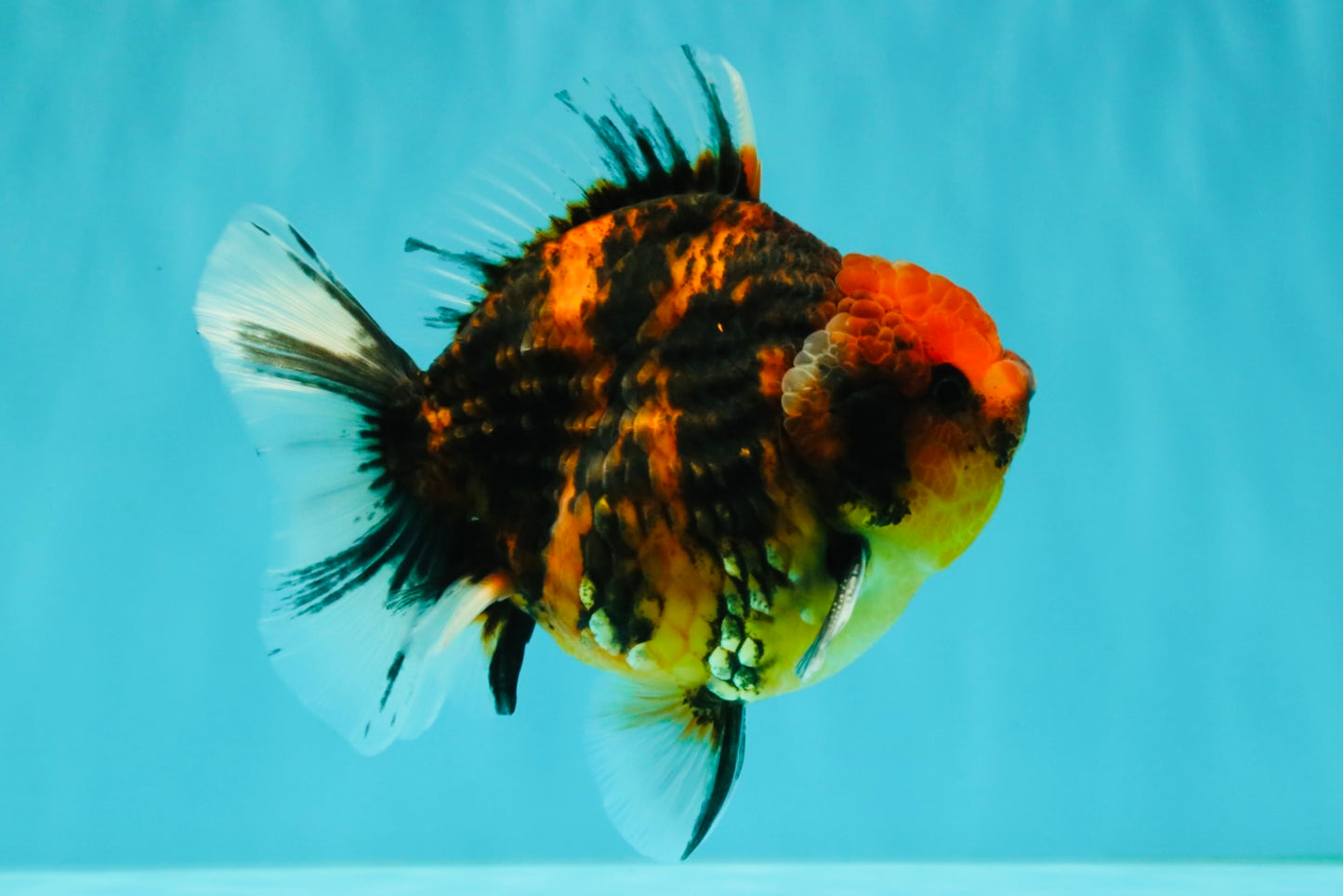 AAA Grade Tiger Yuanbao Male 4.5-5 inches #071026YB_16