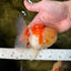 AAA Grade Sakura Oranda Male 4.5 inches #050925OR_52